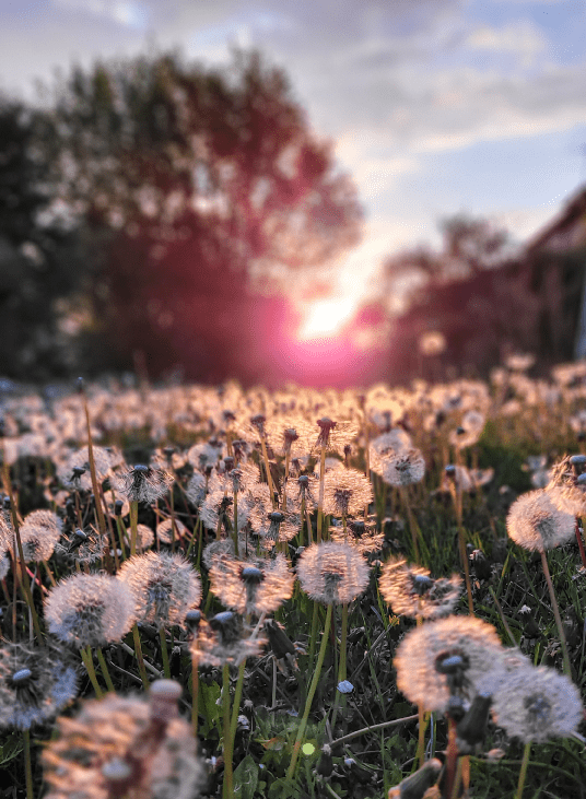 Field of dandelion fluff